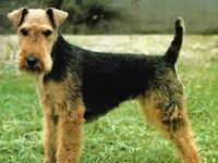 Historia y salud del Terrier Galés