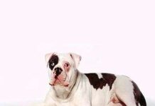 Bóxer: las apariencias engañan