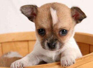 Chihuahua