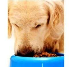 Las proteínas en piensos para perros