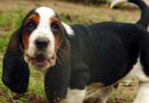 Basset hound