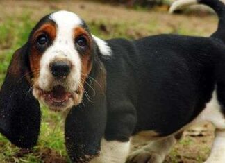Basset hound