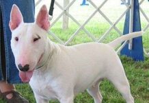 Temperamento de los Bull Terrier