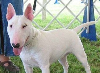 Temperamento de los Bull Terrier