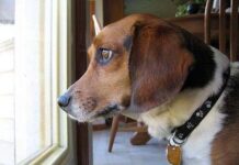 Razones para tener mascotas