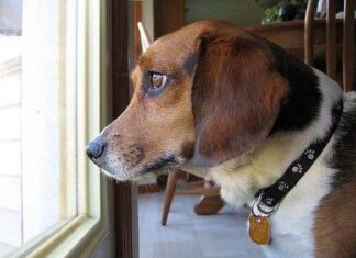 Cómo darle la Pastilla a mi Perro