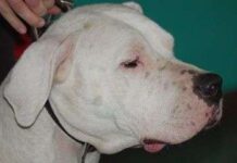Perro dogo argentino dogo argentino