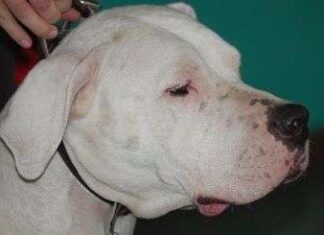 Perro dogo argentino dogo argentino