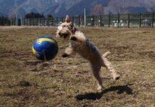 El deporte en los perros