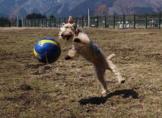 El deporte en los perros