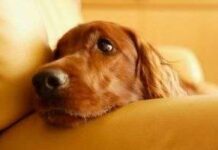 Remedio natural para perros con diarrea perro