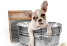 Educar la higiene de nuestro perro