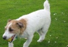 Un perro inteligente Jack Russell Terrier perro jack rusell