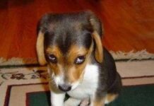 Picaduras de abeja en los perros perro triste