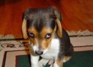 Picaduras de abeja en los perros perro triste