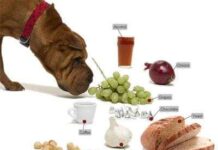 La alimentación del perro