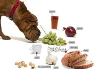 La alimentación del perro