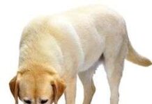 Los perros y la alimentación