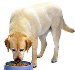Los perros y la alimentación