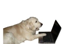 La inteligencia canina