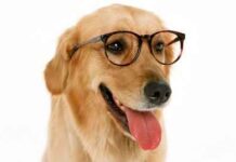 Cuidados de un perro con vómitos y diarrea