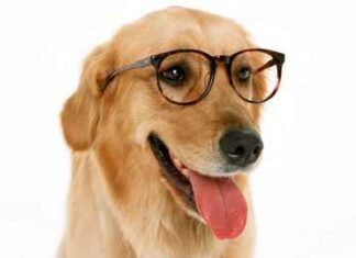 Inteligencia de los perros
