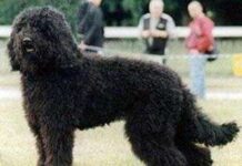 Las razas de perros de aguas perro de aguas barbet