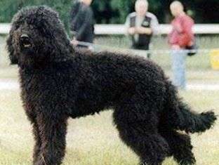 Las razas de perros de aguas perro de aguas barbet