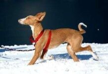 Perro podenco ibicenco Podenco_Ibienco