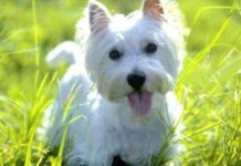 West Highland terrier