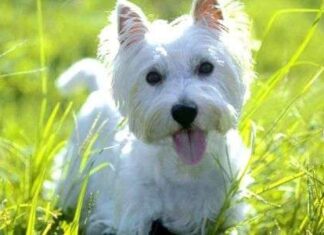 West Highland terrier