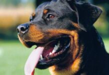 Rottweiler