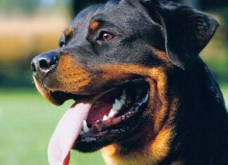 Rottweiler