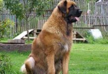 Leonberger