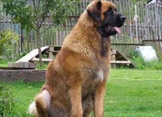 Leonberger