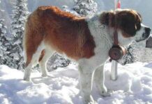El gran danés o dogo alemán