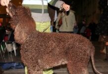 Perro de aguas irlandés irish spaniel
