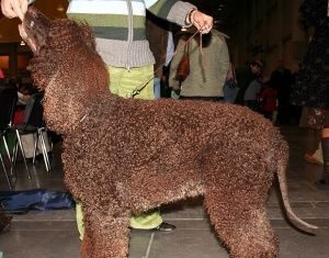 Perro de aguas irlandés irish spaniel