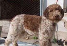 Perro Lagotto Romagnolo lagotto romagnolo