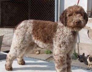 Perro Lagotto Romagnolo lagotto romagnolo