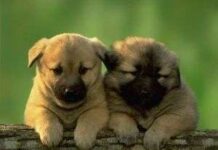 Perros celosos perrito
