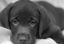 Perros deprimidos perrito