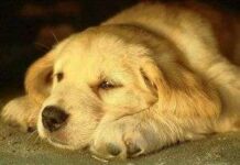 La eutanasia de los perros perro triste