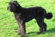 Perro Boyero de Flandes perro boyero de flandes