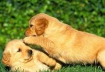 Perros y ladridos perros