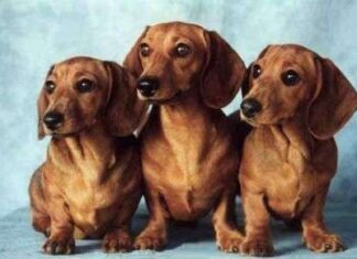 Perros Salchicha