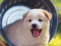 Ejercicios Para Tu Perro