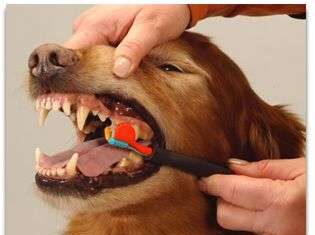 Los Dientes De Tu Perro