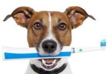 Educar La Higiene De Nuestro Perro