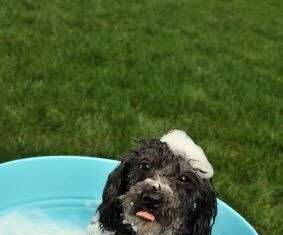 Bañar A Los Perros